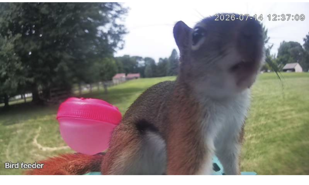 Schwartz is the first squirrel to visit our new video bird feeder.
